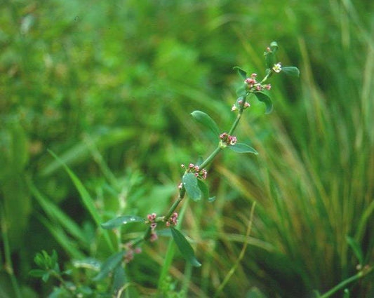 Northern Knotweed Seeds (Polygonum aviculare subsp. boreale) - Black Hill WoodsNorthern Knotweed Seeds (Polygonum aviculare subsp. boreale)Seeds