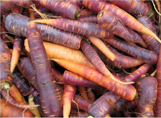 Purple Carrot Seeds - Black Hill WoodsPurple Carrot SeedsSeeds