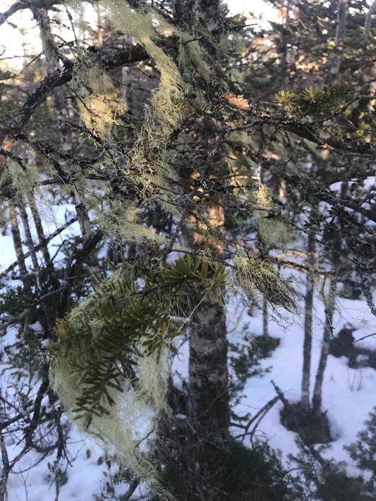 Usnea Hirta lichen - Wild Harvest From Newfoundland - Black Hill WoodsUsnea Hirta lichen - Wild Harvest From NewfoundlandHerb